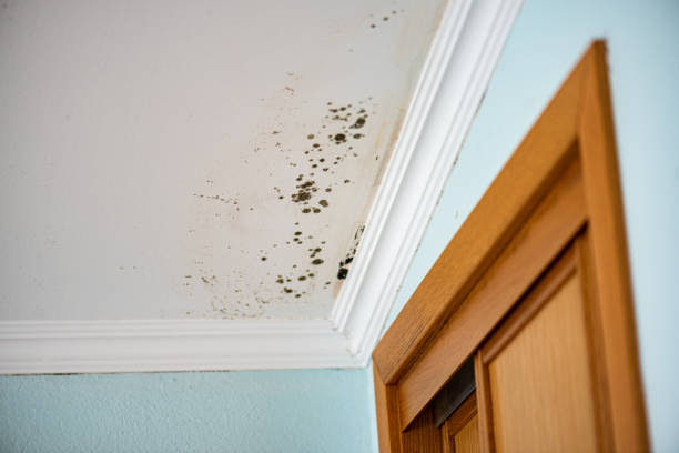 Best Post-Flood Mold Remediation in Butler, MO