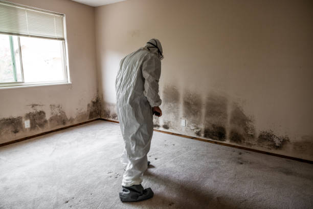 Best Mold Remediation for Specific Building Types in Butler, MO